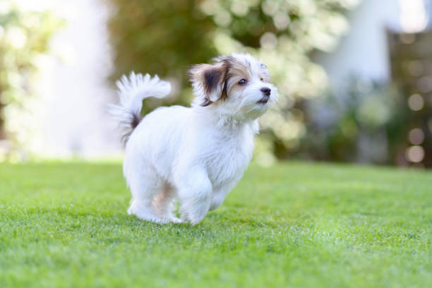 istock Playful puppy running in vibrant summer park 832205080