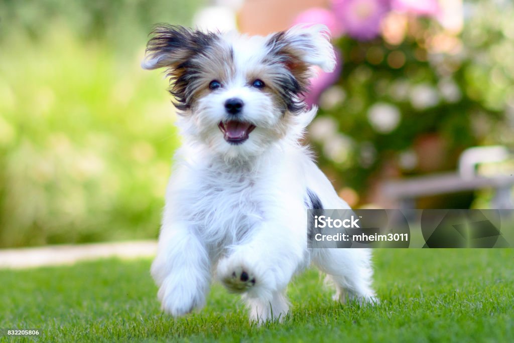 夏は緑の芝生の上を実行しているかわいい、幸せな子犬 - 犬のロイヤリティフリーストックフォト