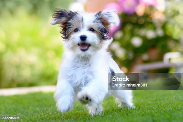 Cute Happy Puppy Running On Summer Green Grass Stock Photo - Download Image Now - Dog, Puppy, Cute