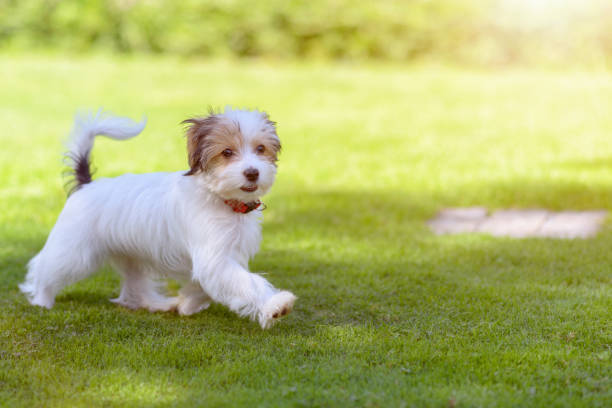 istock A cute, happy puppy running on green summer grass 832207628
