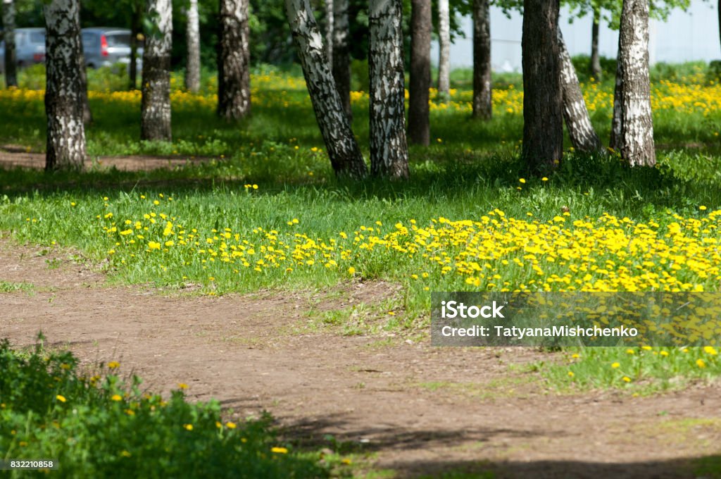 Picture taken with a shallow depth of field, great for designers. Spring blooming dandelions in the park Agricultural Field Stock Photo