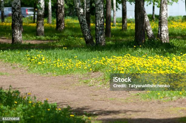 Picture Taken With A Shallow Depth Of Field Great For Designers Spring Blooming Dandelions In The Park Stock Photo - Download Image Now