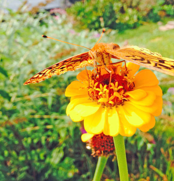 istock Gold and brown butterfly on zinnia 832211206
