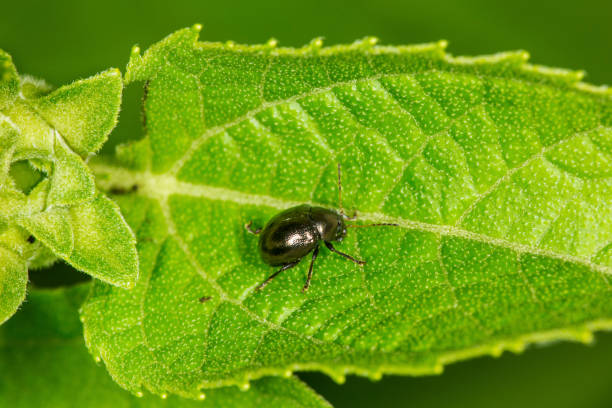 Flea beetle on a leaf in South Windsor, Connecticut. A flea beetle, probably Chaetocnema, on a leaf at the Donnelly Preserve in South Windsor, Connecticut. leaf beetle photos stock pictures, royalty-free photos & images