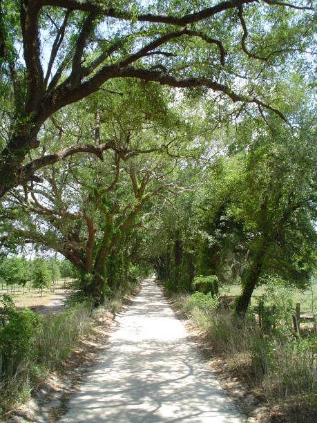 istock Canopy road, 67th Place, Levy County Florida 832216110