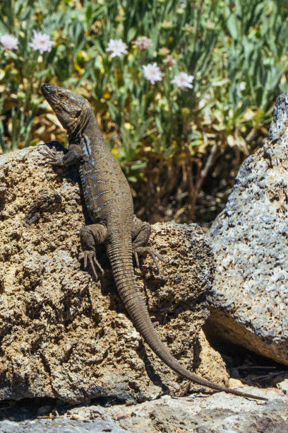 istock Teide National Park in Tenerife 832222734