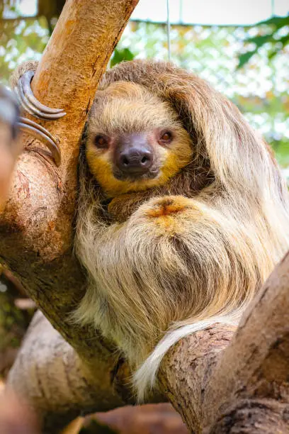 cute furry sloth sleeping while holding on the tree