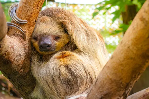 cute furry sloth sleeping while holding on the tree
