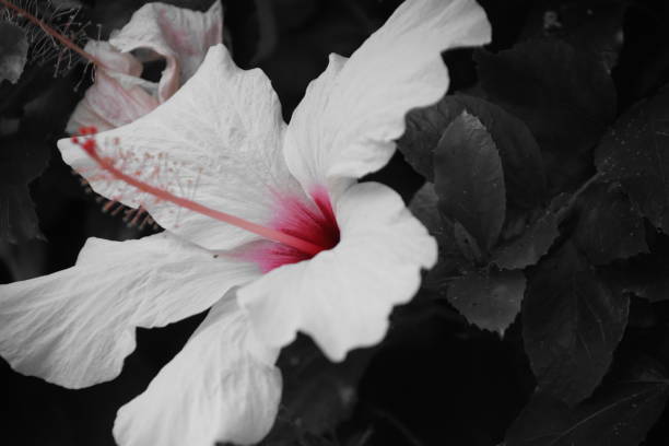 istock Flower in the bushes 832222970
