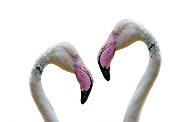 istock Beautiful White flamingo 832230404