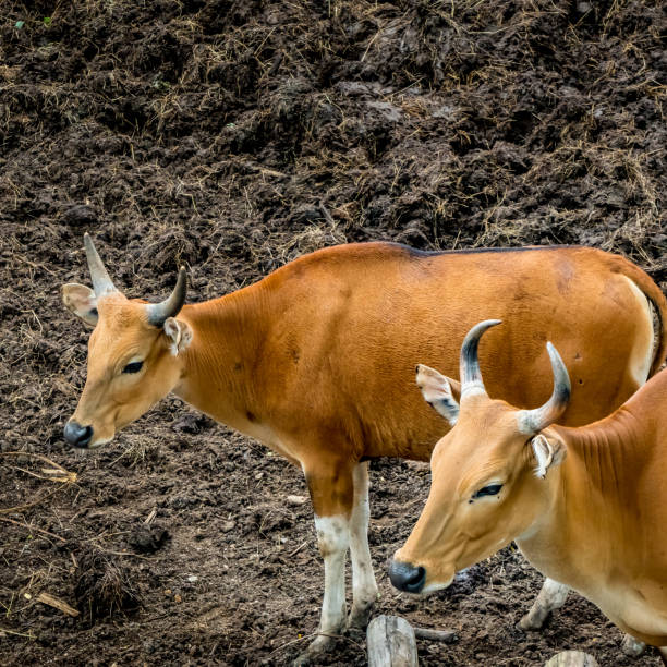 banteng, ternak liar - sapi bali sapi potret stok, foto, & gambar bebas royalti