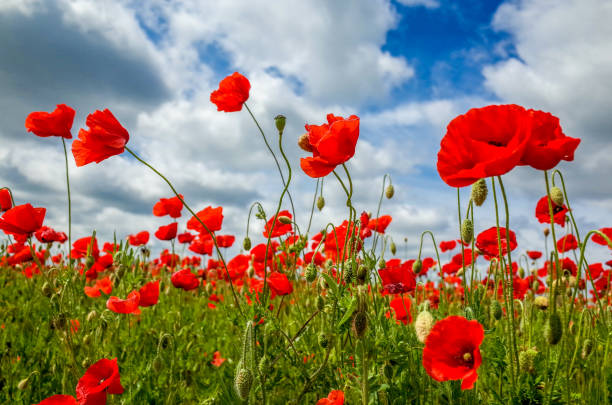 istock Field full of flowering poppies 832237064