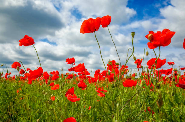 istock Field full of flowering poppies 832237086