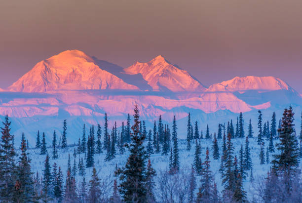 alpen glühen am denali bei sonnenaufgang - alpenglühen stock-fotos und bilder