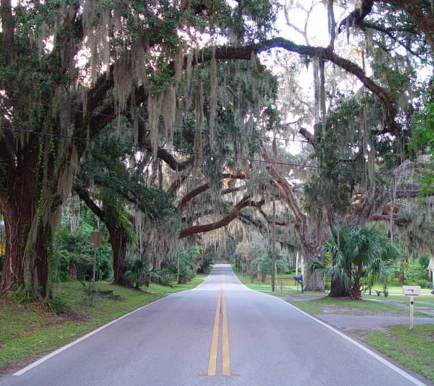 istock Canopy road, Orange Ave, Citrus County Florida 832243404