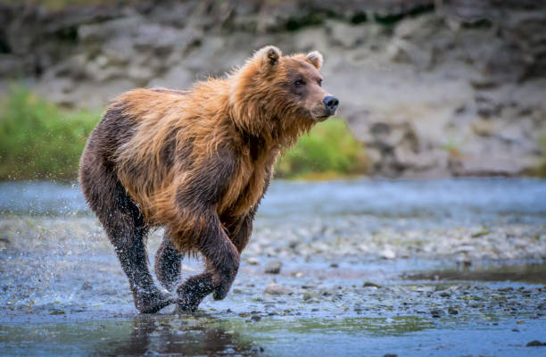 istock Coastal Brown Bear running in water 832244836