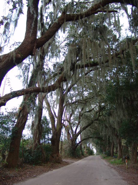 istock Canopy road, Zephyrhills, Pasco County Florida 832247126