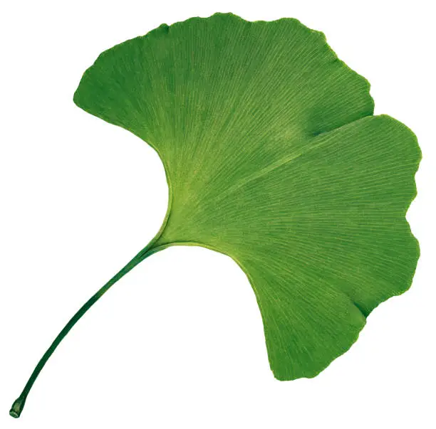 Ginkgo biloba leaf isolated on white background.