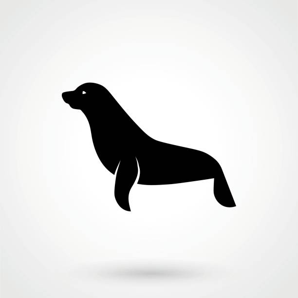illustrazioni stock, clip art, cartoni animati e icone di tendenza di immagini vettoriali di leone marino su sfondo bianco - sea lion