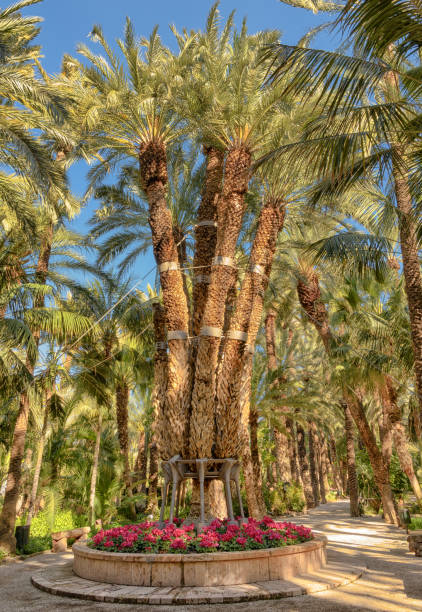 istock The imperial palm tree in Elche, Spain. 832256188