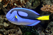 Southern Blue Tang fish