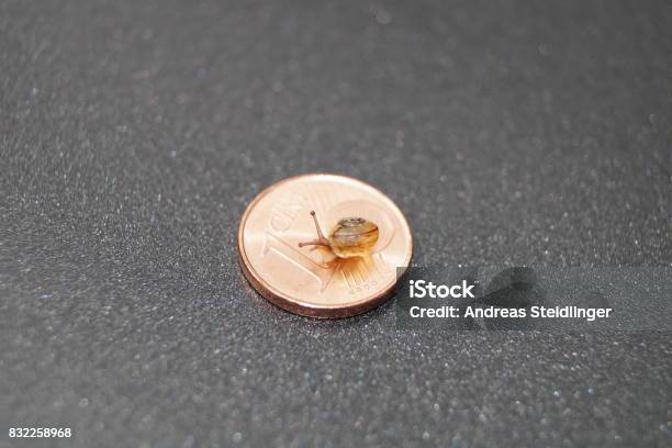 Baby Snail On A Cent Piece Stock Photo - Download Image Now - Cone Shells, Cent Sign, Clambering