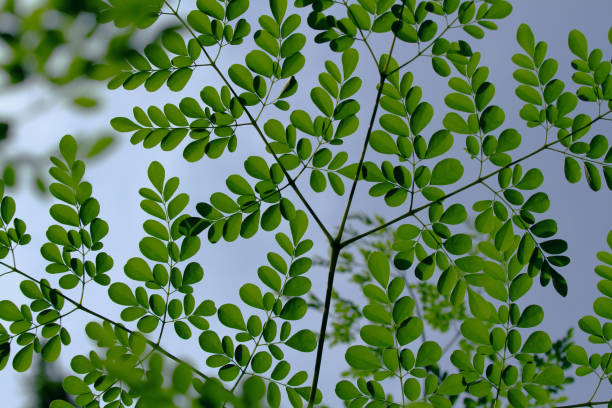 istock Moringa oleifera Outdoor Picture Sky 832260104