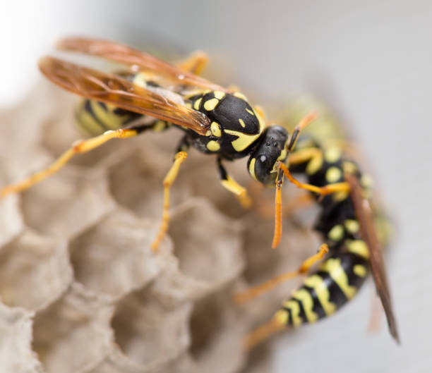 istock The wasp sits on an aspen 832263898