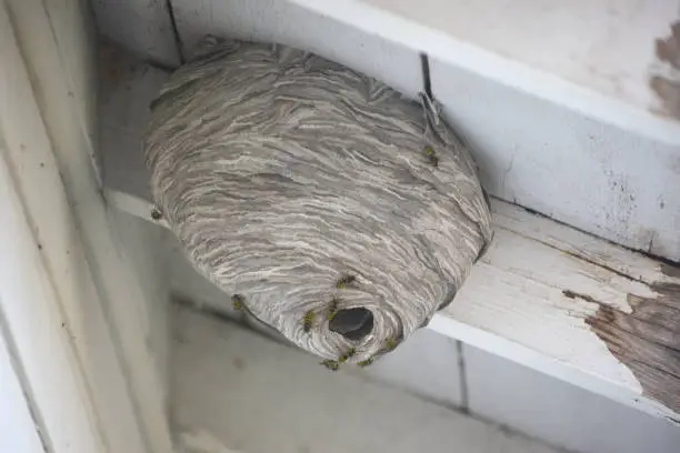 Large hornet nest with visible pests under roof of an old home