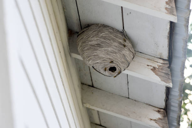 high hornet nest - colony swarm of insects pest animal imagens e fotografias de stock