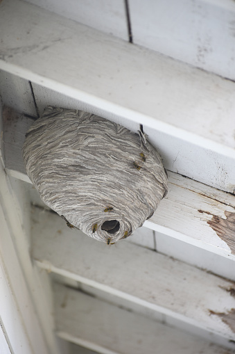 Wasp nest, vertical view, under eaves of old home