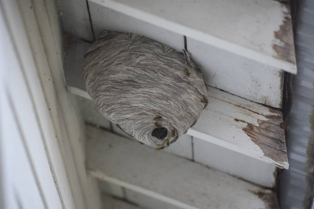 Hornet nest infested stock photo