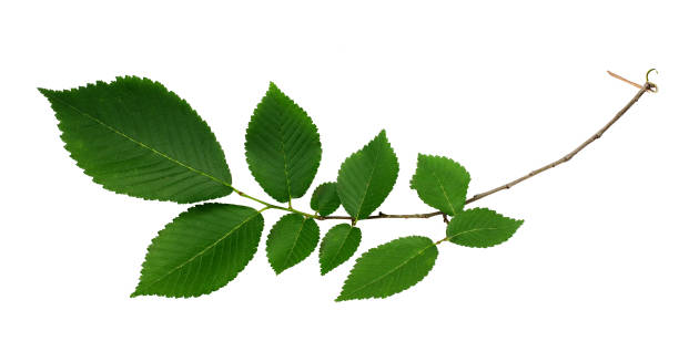 istock Branch of fresh green elm-tree leaves 832280894