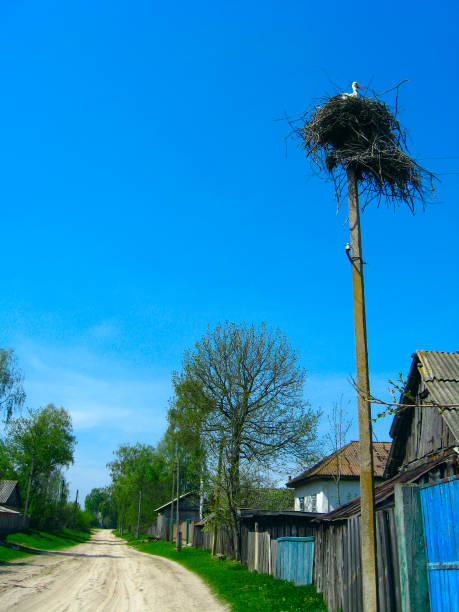 Nest of storks in village on a background of the blue sky