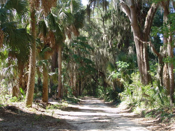 istock Canopy road, 138th Ave SE, Alachua County Florida 832285166
