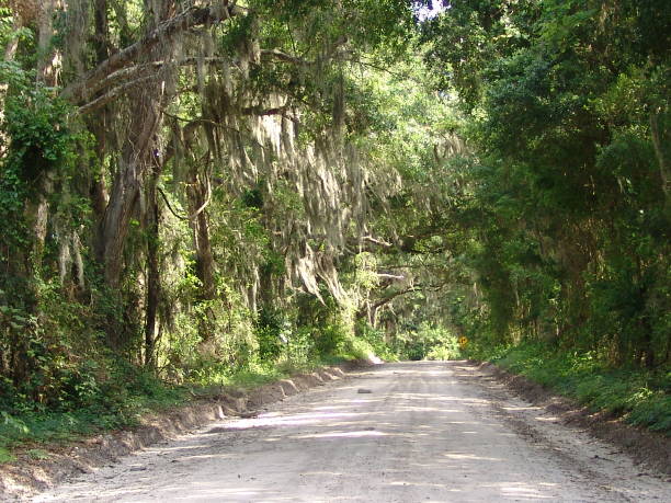 istock Canopy road, 190th Street SW, Alachua County Florida 832285664