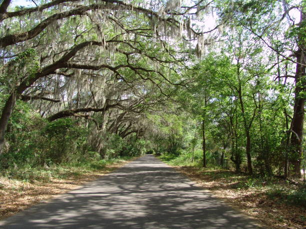 istock Canopy road, Camp Ranch Road, Gainesville, Alachua County Florida 832293738