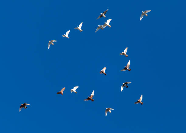 istock A flock of pigeons on a blue sky 832294312