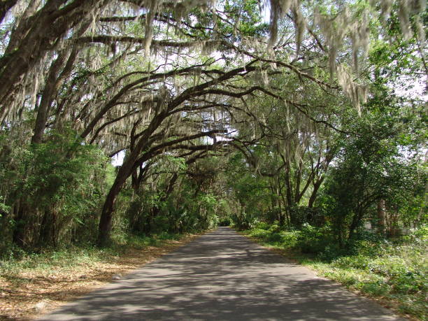 istock Canopy road, Camp Ranch Road, Gainesville, Alachua County Florida 832298126