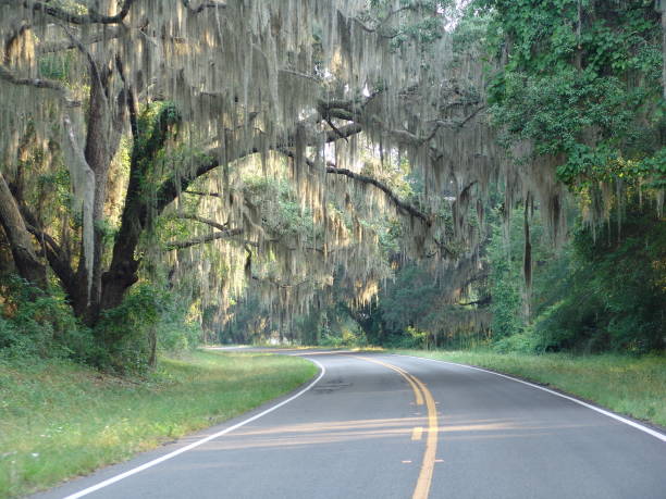 istock Canopy road, CR-234, Alachua County Florida 832300484
