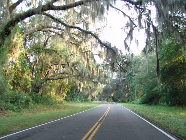 istock Canopy road, CR-234, Alachua County Florida 832301166