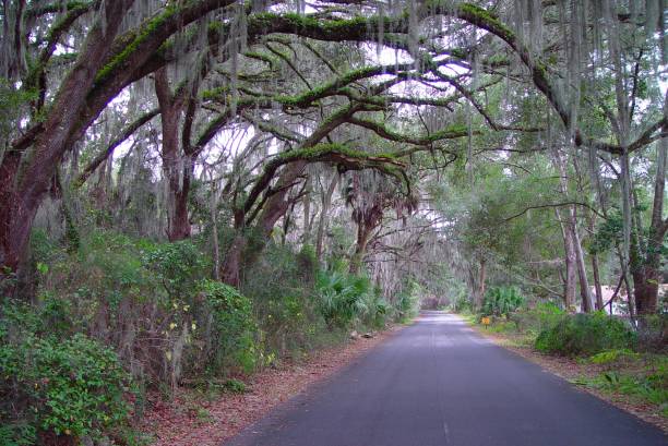 istock Canopy road, Camp Ranch Road, Gainesville, Alachua County Florida 832301820