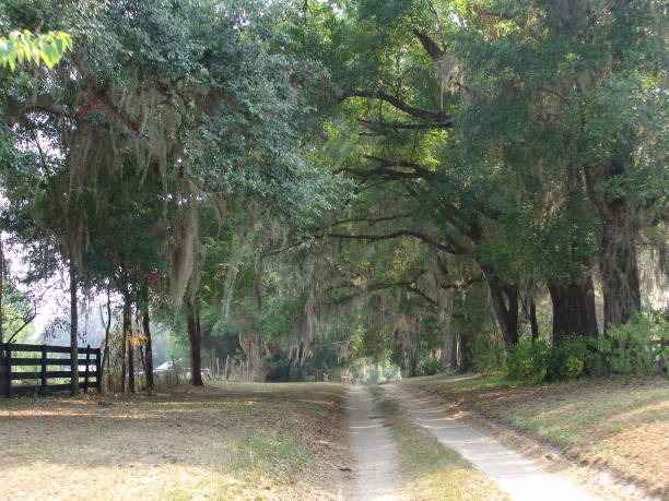 istock Canopy road, 92nd Terrace SE, Alachua County Florida 832309060