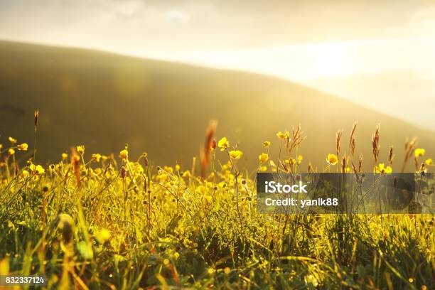 Photo libre de droit de Renoncules Sauvages À La Lumière Du Cadre Jaune banque d'images et plus d'images libres de droit de Fleur - Flore - Fleur - Flore, Herbe, Sans mise au point