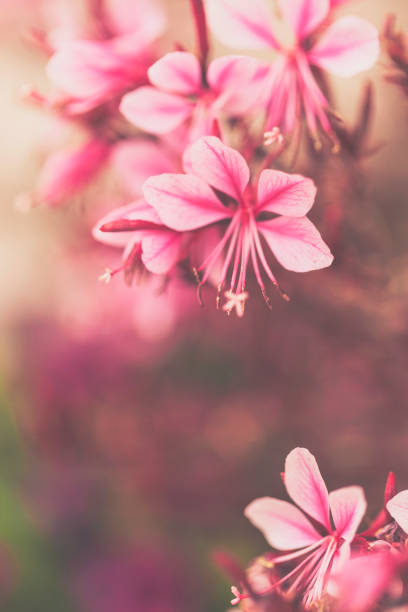 istock Pink guara flowers in full bloom. Flower Immersion 832350640
