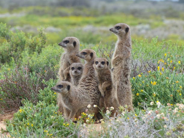 meerkats manhã - suricate - fotografias e filmes do acervo