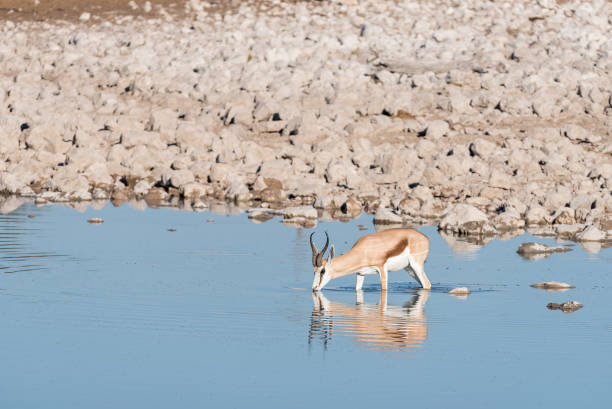 istock Springbok drinking water in a waterhole in Northern Namibia 832378086