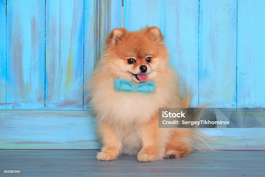 Beautiful Pomeranian Puppy Sits Near The Wood Wall In A Blue Bow Tie Stock  Photo - Download Image Now - iStock