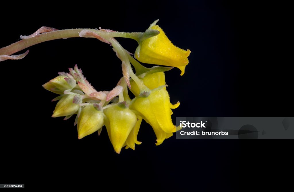 Echeverias Pulidonis spiral yellow flower, with small reflecting rain water droplets, blooming, on black background, isolated. Echeverias flower and water droplets on black background Agriculture Stock Photo