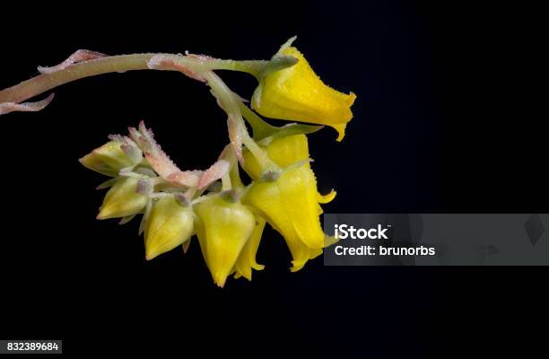Echeverias Pulidonis Spiral Yellow Flower With Small Reflecting Rain Water Droplets Blooming On Black Background Isolated Stock Photo - Download Image Now